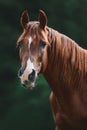 Close portrait of beautiful elegant red mare horse with brown main on forest backgroundportrait of stunning red trakehner stallion