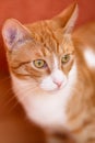 Close portrait of a beautiful male red tabby cat with white markings with golden and green colored eyes Royalty Free Stock Photo