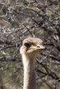 A close portrait of a beautiful ostrich Royalty Free Stock Photo