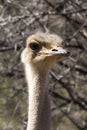 A close portrait of a beautiful ostrich Royalty Free Stock Photo