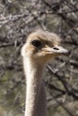 A close portrait of a beautiful ostrich Royalty Free Stock Photo