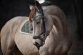 Beautiful stunning show jumping gelding horse with bridle and browband with beads in forest in autumn