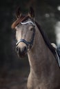 Beautiful stunning show jumping gelding horse with bridle and white rowband with beads in forest in autumn landscape