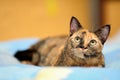 Close portrait of a beautiful tortoiseshell cat with big, round dichromatic eyes yellow and green colored eyes Royalty Free Stock Photo