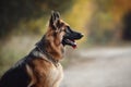 Portrait of beautiful young long haired female german shepherd dog sitting on the road with tongue out