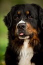 close portrait Bernese mountain dog look ahead. green on background Royalty Free Stock Photo