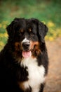 close portrait Bernese mountain dog look ahead. green and flowers on background Royalty Free Stock Photo