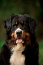 close portrait Bernese mountain dog look ahead. green and flowers on background Royalty Free Stock Photo