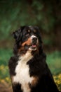 close portrait Bernese mountain dog look front. green and flowers on background