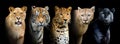 Close portrait big wild cats lion, tiger, leopard, puma Royalty Free Stock Photo