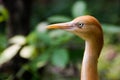 The close portrait of the bird cattle egret is the most numerous bird of the heron family.