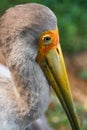 Close portrait of a bird Milky stork