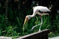 Close portrait of a bird Milky stork