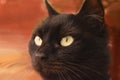 Close portrait of a black cat with big yellow eyes Royalty Free Stock Photo