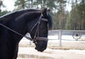 Portrait of black mare horse during training