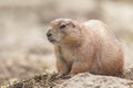 Close portrait of Black-tailed prairie dog Cynomys ludovicianus above ground Royalty Free Stock Photo