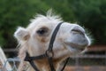 Close portrait of camel in the zoo Royalty Free Stock Photo