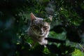 Close portrait of a cat through the vegetation in a rural setting