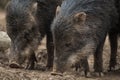 Collared Peccary Pecari tajacu. Royalty Free Stock Photo