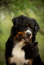 close portrait cool Bernese mountain dog look ahead. green on background Royalty Free Stock Photo