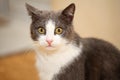 Close portrait of a cute and funny grey with white cat, looking astonished at the Royalty Free Stock Photo