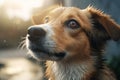 Close portrait cute intelligent wet dog with smart brown plaintive eyes thinking looking up listening after rain walk