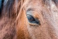 Close portrait of brown wild horse face Royalty Free Stock Photo