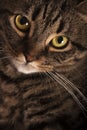 Close portrait of a female tabby cat big yellow eyes