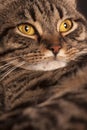 Close portrait of a female tabby cat big yellow eyes Royalty Free Stock Photo