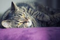 Close portrait of a female tabby cat lying