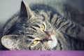 Close portrait of a female tabby cat lying Royalty Free Stock Photo