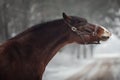 Funny beautiful old mare horse in halter in snowy forest in daytime