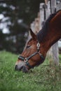 Gelding horse leaning out from fence and eating grass near paddock in autumn