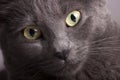 Close portrait of a gray female cat yellow eyes Royalty Free Stock Photo
