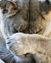 A Portrait of the Head of an Ashamed African Lion Female Royalty Free Stock Photo