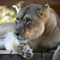 A Portrait of the Head of a Pensive African Lion Female