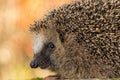 Close portrait of hedgehog in autumn colours