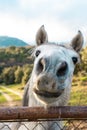 Close portrait of a horse looking at the camera Royalty Free Stock Photo