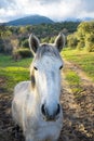 Close portrait of a horse looking at the camera Royalty Free Stock Photo
