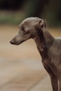 Close portrait Italian Greyhound in palm trees stay