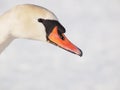 Close portrait of a mute swan