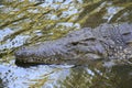 Close portrait of Nile crocodile, Crocodylus niloticus, mouth and teeth. Royalty Free Stock Photo