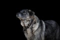 Portrait of old female dog with fluffy fur isolated on black background