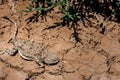 Phrynocephalus helioscopus agama close portrait of in nature