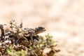 Phrynocephalus helioscopus agama close portrait of in nature