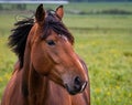 Close portrait, from profile, of a Latvian horse (Latvijas zirgs)