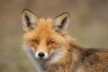 Close portrait of a Red Fox. Vulpes vulpes