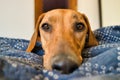 Close Portrait of a Rhodesian Ridgeback puppy resting it`s head on a bed