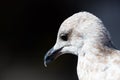 Close portrait of a sea gull on dark background Royalty Free Stock Photo