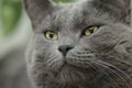 Close portrait of serious british shorthair cat Royalty Free Stock Photo